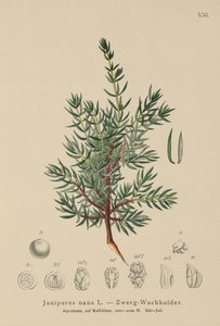 Dværg-ensian (Juniperus nana, Juniperus communis subsp. nana, Juniperus communis var. saxatilis) af German School