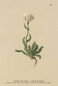 Dværg milfoil af German School