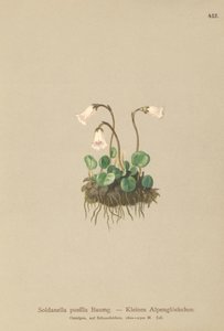 Dværgsneklokke (Soldanella pusilla, Soldanella alpicola) af German School