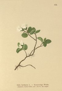 Dværgpil (Salix herbacea) af German School