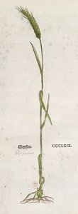 Øre af hvede, fra The Herbarium af Leonhart Fuchs (1501-66), udgivet i Basel, 1555 (farvegravering) af German School