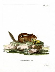Eastern American Chipmunk (farvet gravering) af German School