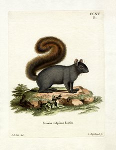 Eastern Fox Squirrel (farvet gravering) af German School
