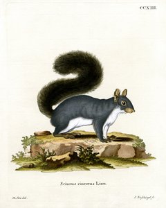 Eastern Grey Squirrel (farvet gravering) af German School