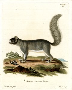 Eastern Grey Squirrel (farvet gravering) af German School