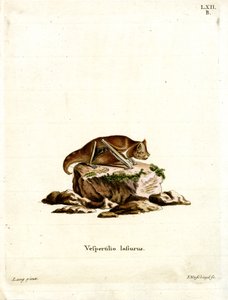 Eastern Red Bat (farvet indgravering) af German School