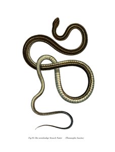 Eastern Ribbonsnake af German School