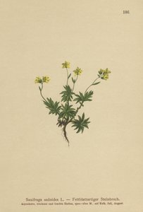 Østlig Saxifrage (Saxifraga sedoides) af German School