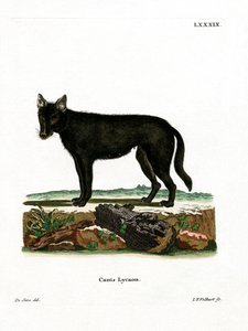 Eastern Timber Wolf (farvet gravering) af German School