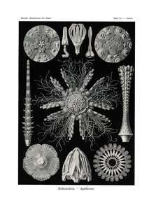 Echinidea, 1899-1904 af German School