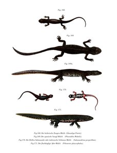 Edough Peninsula Ribbed Newt (farve litho) af German School
