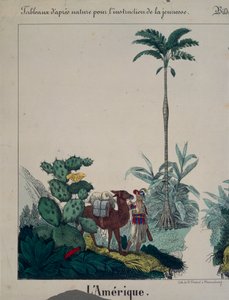 Pædagogisk plakat med flora og fauna i Sydamerika, venstre side, udgivet af F. Wentzel, Weissenburg, 1840 (se også 379942)