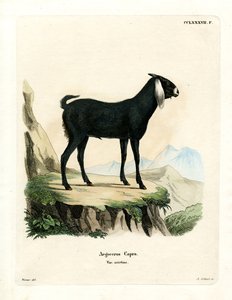 Egyptisk ged (farvet gravering) af German School