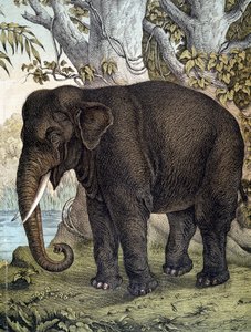 Elephant - i "Natural History of Pattedyr", red. Schreiber, München af German School