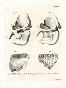 Elefantkranie (farvet indgravering) af German School