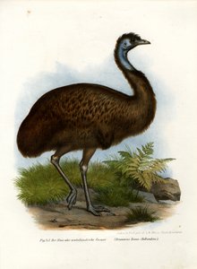 Emu, 1864 af German School
