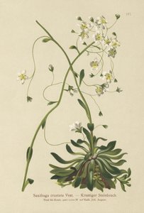 Indkapslet Saxifrage (Saxifraga crustata) af German School