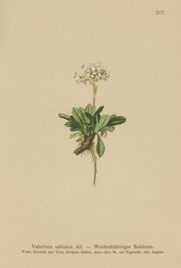 Hele bladet Valerian (Valeriana saliunca) af German School