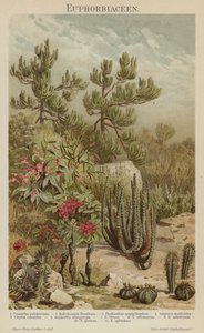 Euphorbias (farve litho) af German School