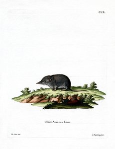 Eurasian Shrew (farvet gravering) af German School