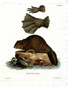 European Beaver (farvet gravering) af German School
