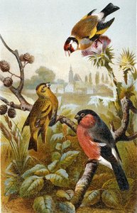 Goldfinch, Icterine Greenbul og Eurasion Bullfinch, plade fra "Brehm