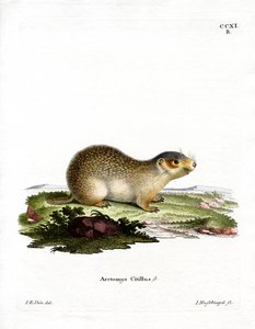 European Souslik (farvet gravering) af German School