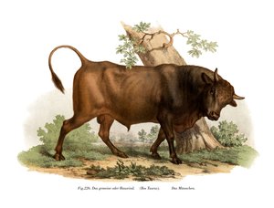 Europæisk kvæg, 1860 af German School