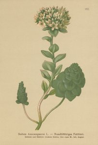 Stedsegrønne Orpine (Sedum anacampseros, Hylotelephium anacampseros) af German School