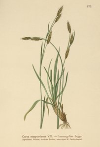 Stedsegrønt siv (Carex sempervirens) af German School
