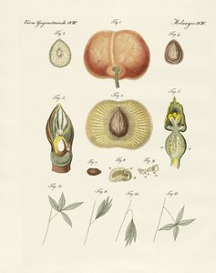 Evolution og reproduktion af planter og bladenes søvn (farvet gravering) af German School