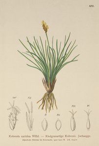 Falsk sedge (Kobresia simpliciuscula, Kobresia caricina) af German School