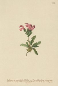 Bregnebladet Lousewort (Pedicularis asplenifolia) af German School