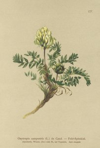 Ager-lokkeurt (Oxytropis campestris) af German School