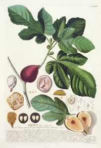 Fig., graveret af Johann Jakob Haid (1704-67) plade 73 fra en botanisk bog, pub. af Augustus Vind af German School