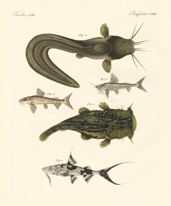 Fisk fra bengali af German School