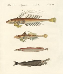 Fisk med en mærkelig form (farvet gravering) af German School