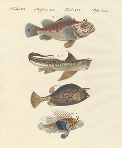 Fisk med en mærkelig form af German School