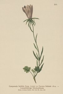 Hørbladet klokkeblomst (Campanula linifolia, Campanula Carnica) af German School