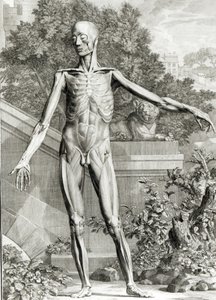 Afflettet krop, fra Tables of the Skelet and Muscles of the Human Body af Bernard Siegfried Albinus (1697-1770) 1747 af German School