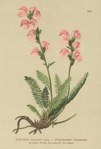 Kødrosa Lousewort (Pedicularis incarnata) af German School