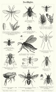 Fluer (gravering) af German School