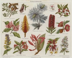 Blomster (farve litho) af German School