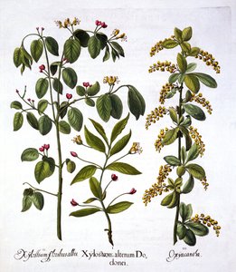 Fly Honeysuckle and Hawthorn, fra Hortus Eystettensis, af Basil Besler (1561-1629), pub. 1613 (håndfarvet gravering) af German School