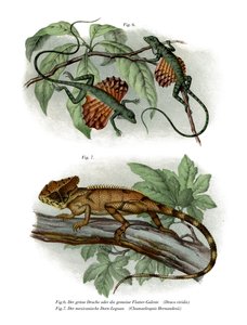 Flying Lizard (farve litho) af German School