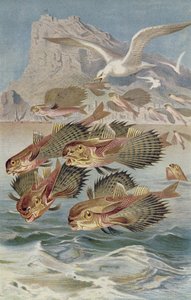 Flying Gurnard, tallerken fra Brehms Animal Life: General Knowledge of the Animal Kingdom, bind 8, s.134, udgivet af Bibliografisk Institut, 1892 af German School