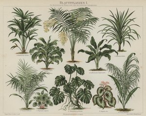 Løvplanter (farve litho) af German School