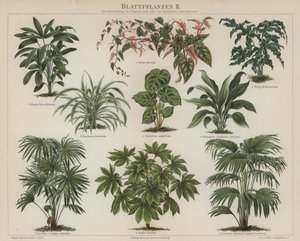 Løvplanter (farve litho) af German School