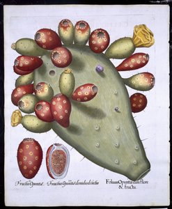 Folium Opuntia fra Hortus Eystettensis af Basil Besler (1561-1629) pub. 1613 (håndfarvet gravering) af German School