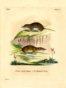 Forest Shrew (farvet gravering) af German School